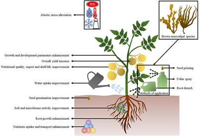 Mini-Review: brown macroalgae as a promising raw material to produce biostimulants for the agriculture sector